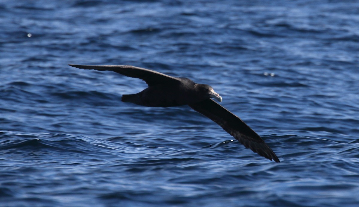 Southern Giant-Petrel - Rob Child