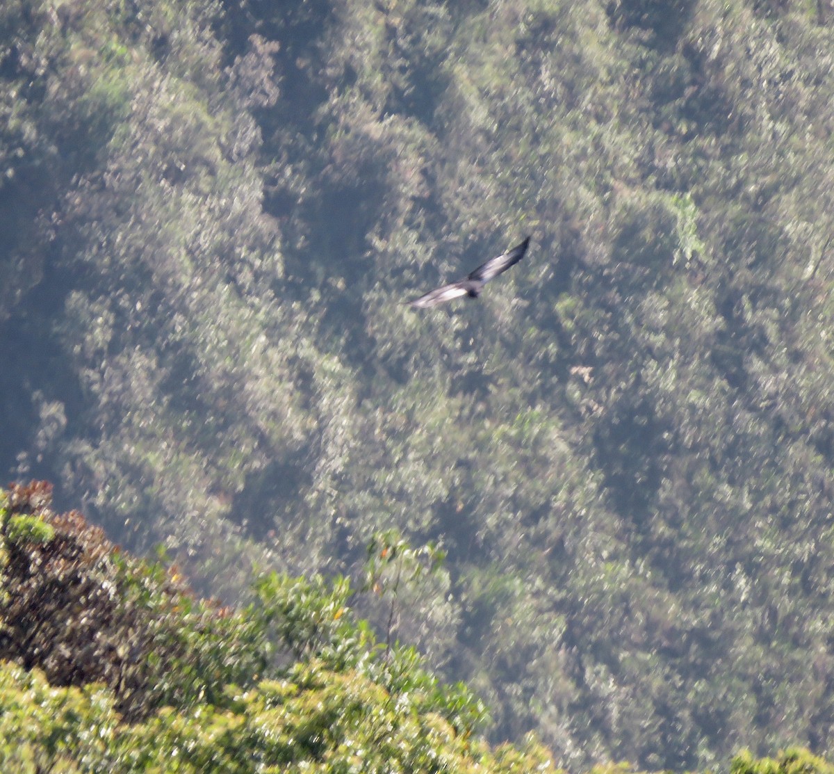 Andean Condor - Yve Morrell