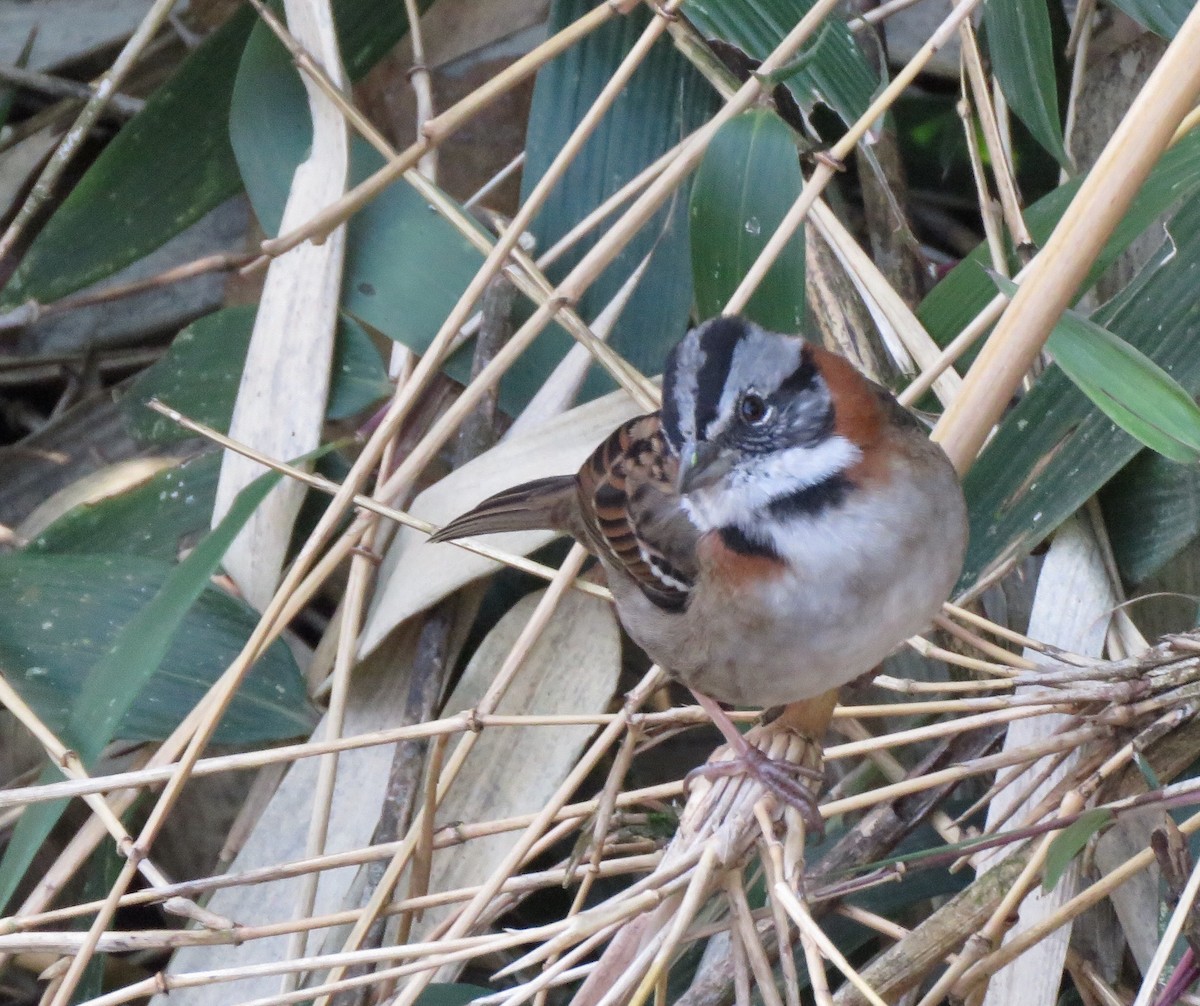 Rufous-collared Sparrow - Yve Morrell
