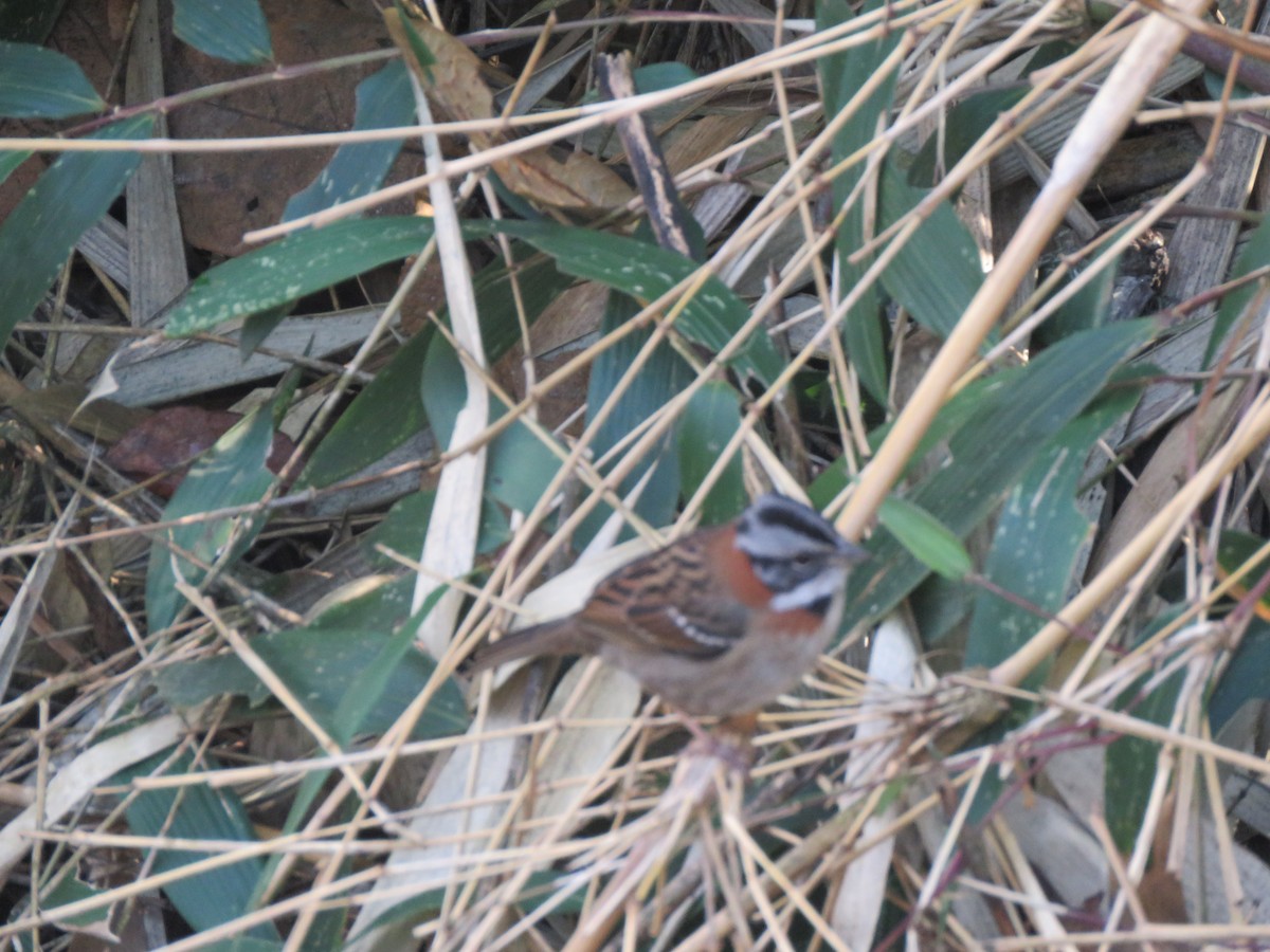 Rufous-collared Sparrow - ML113227781