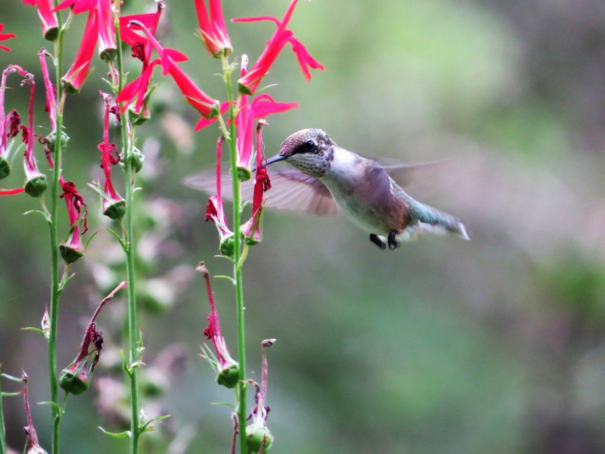 Ruby-throated Hummingbird - ML113230121