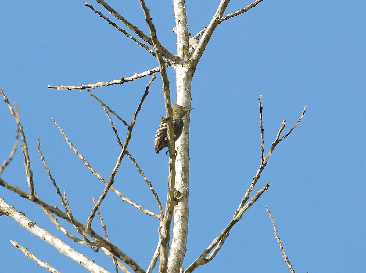 Gray-and-buff Woodpecker - ML113231011