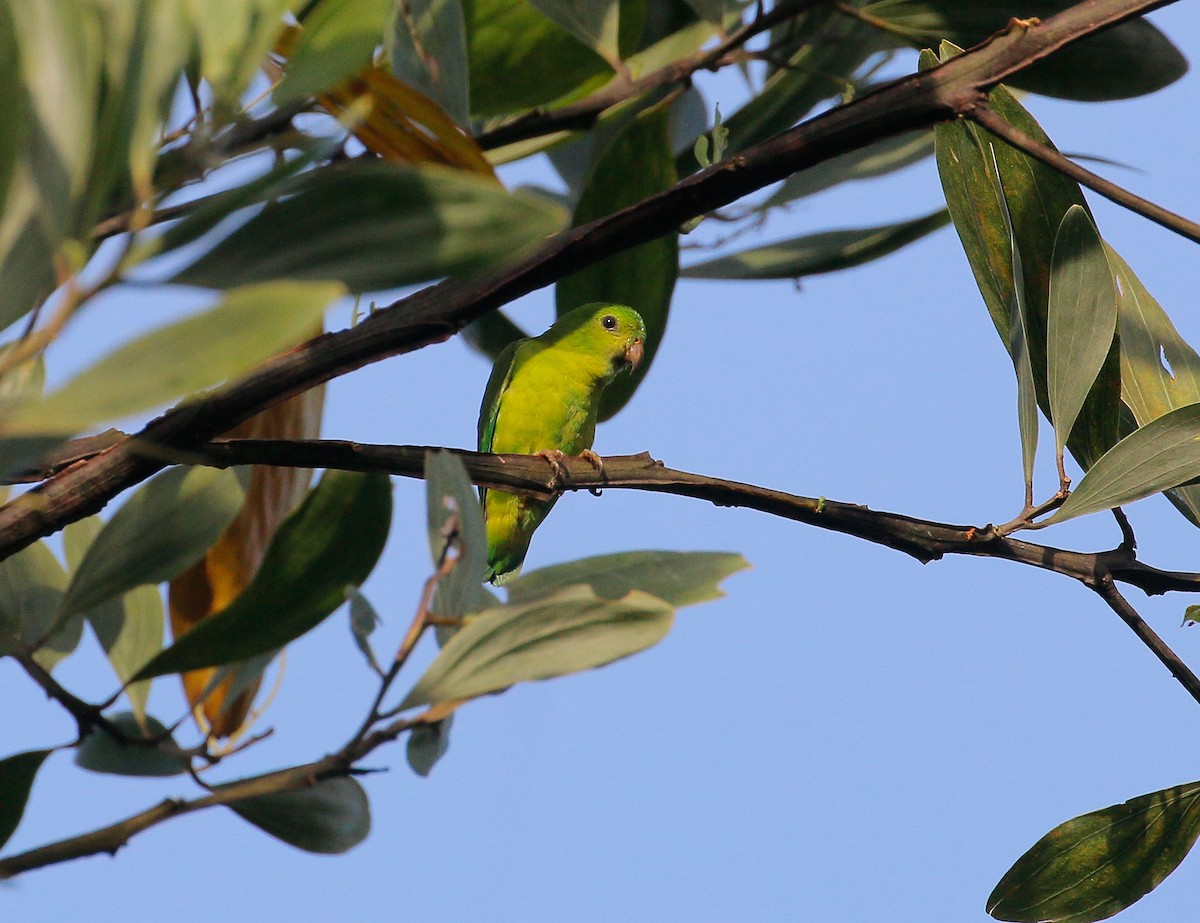 Blue-crowned Hanging-Parrot - ML113231091