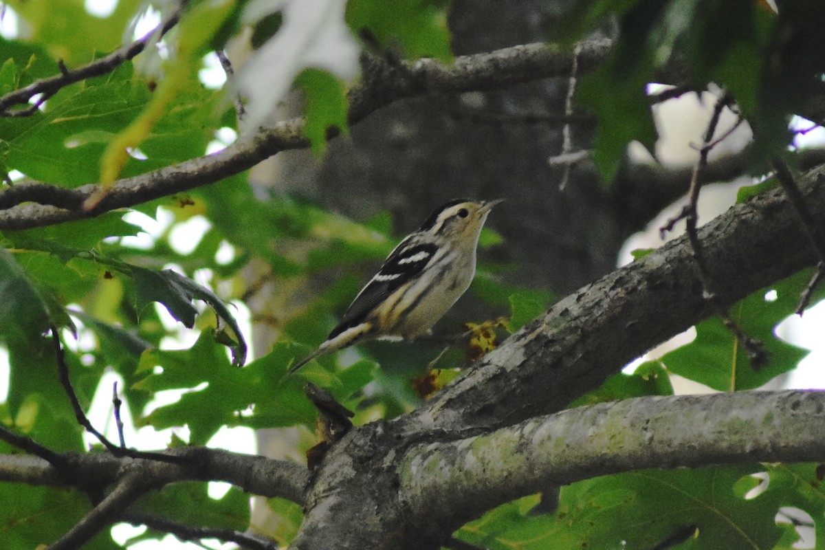 Black-and-white Warbler - ML113231141