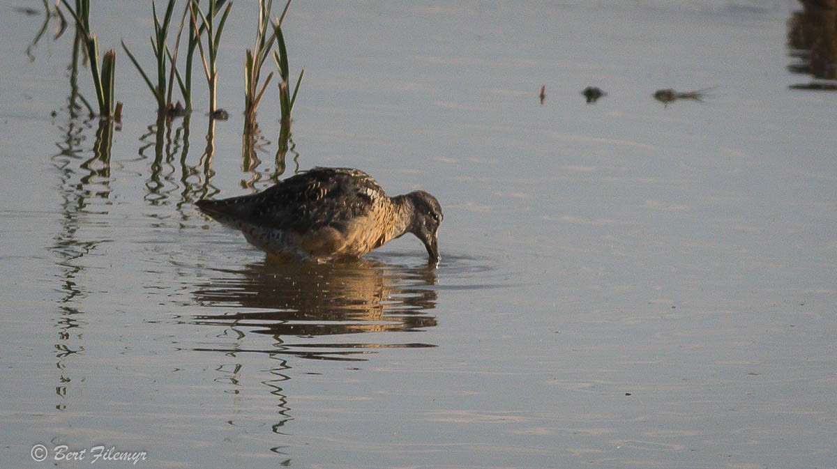 Long-billed Dowitcher - ML113231221