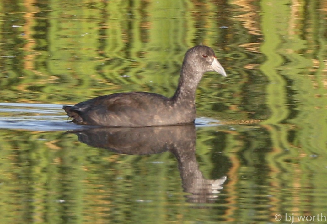 American Coot (Red-shielded) - ML113231281