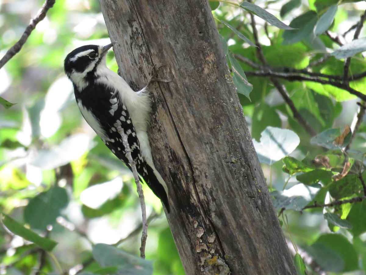 Downy Woodpecker - RB Birder