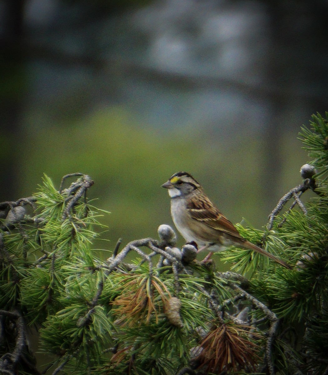 White-throated Sparrow - Theresa Moore