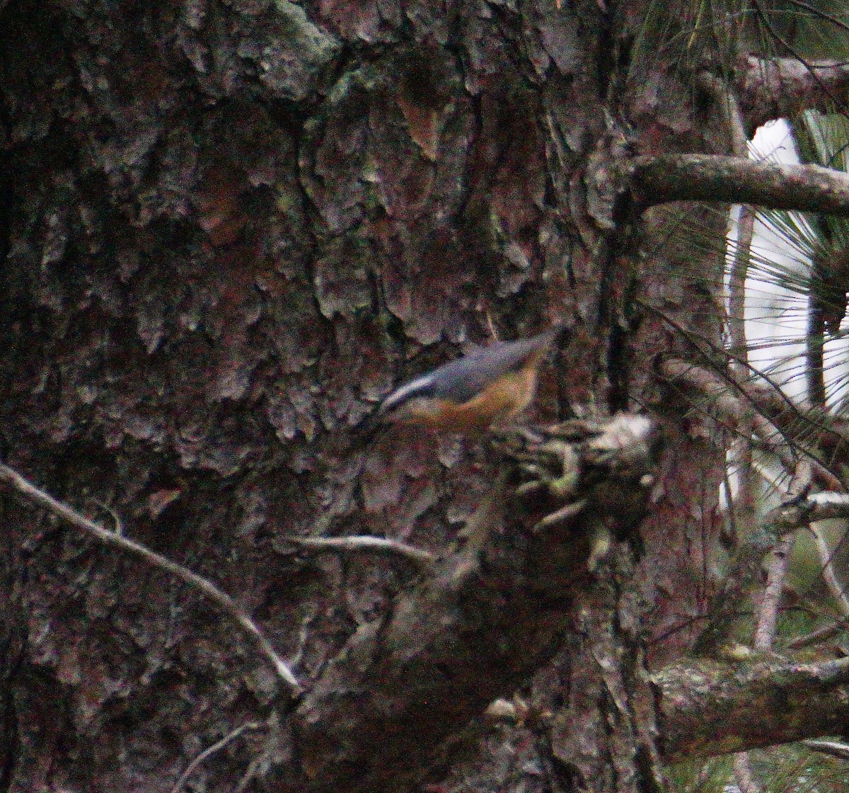Red-breasted Nuthatch - Theresa Moore