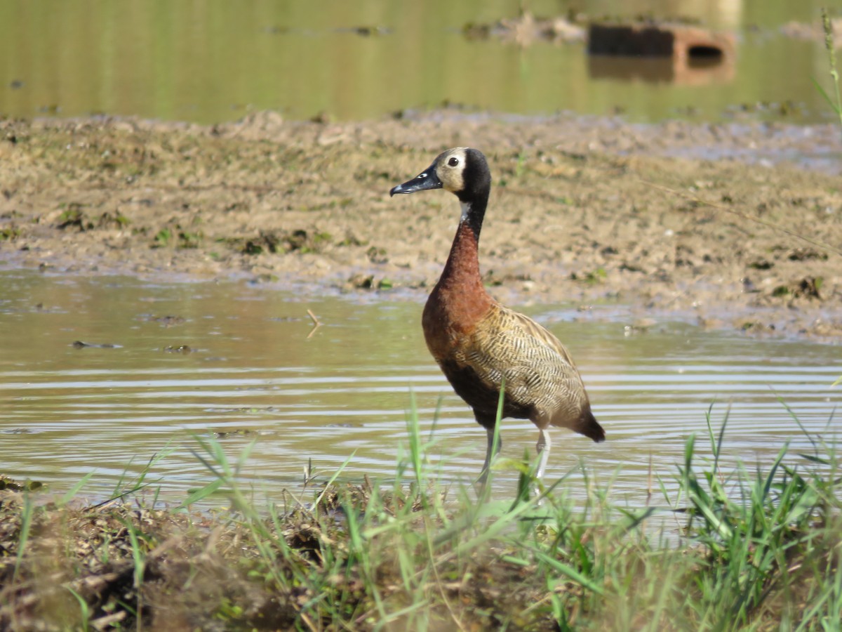 White-faced Whistling-Duck - Vincent Vos