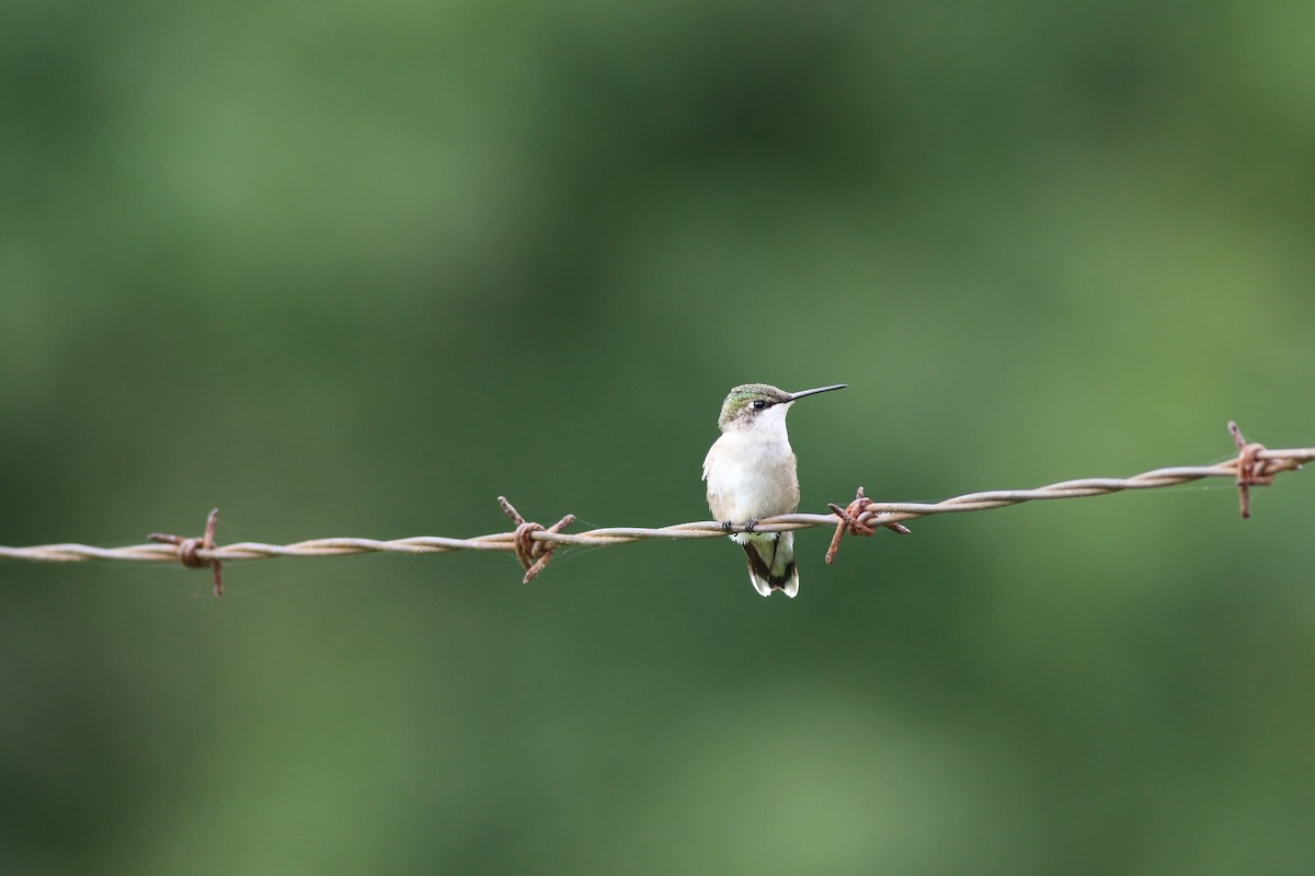 Ruby-throated Hummingbird - Jeremy Nance