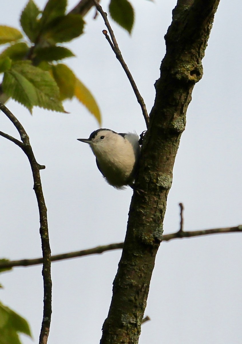White-breasted Nuthatch - ML113237341