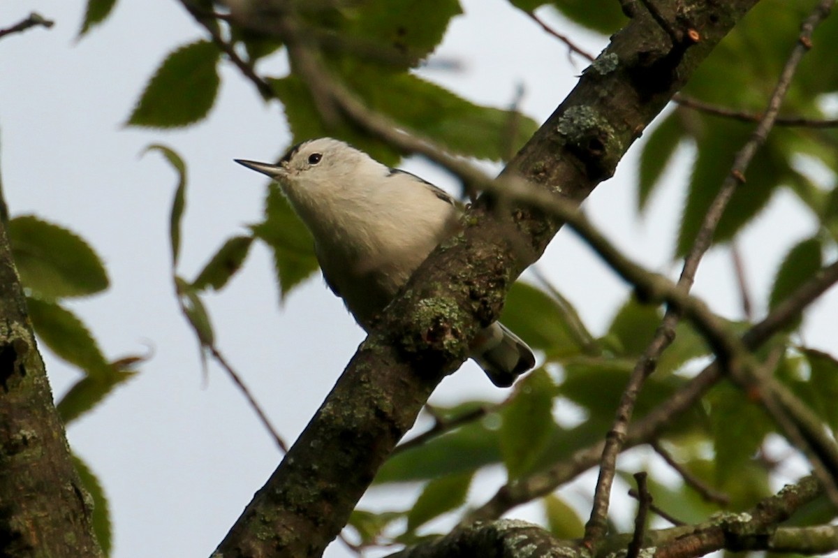 White-breasted Nuthatch - Jeffrey Boland