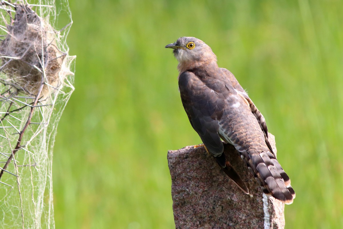 Common Hawk-Cuckoo - Satish Sasi
