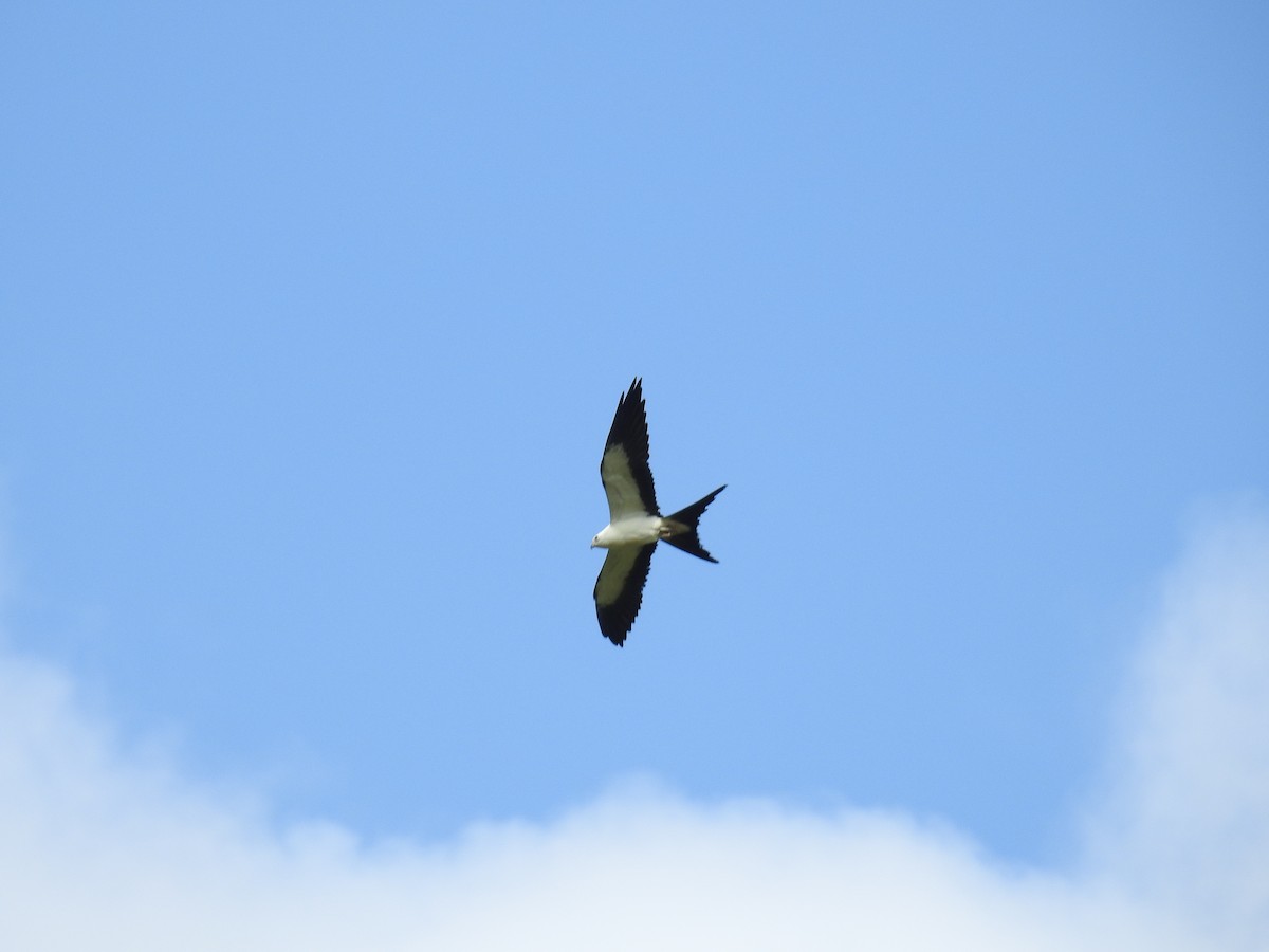 Swallow-tailed Kite - Michael James