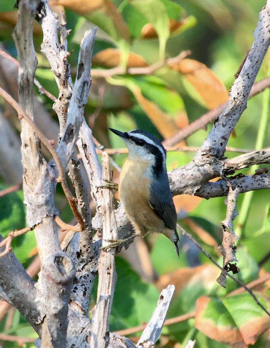 Red-breasted Nuthatch - Rick Heil