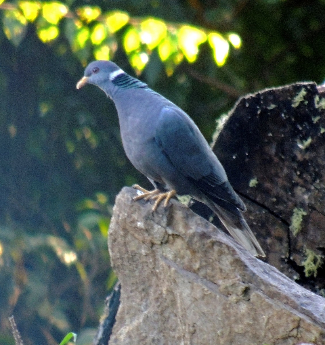 Band-tailed Pigeon - Hugo Hulsberg