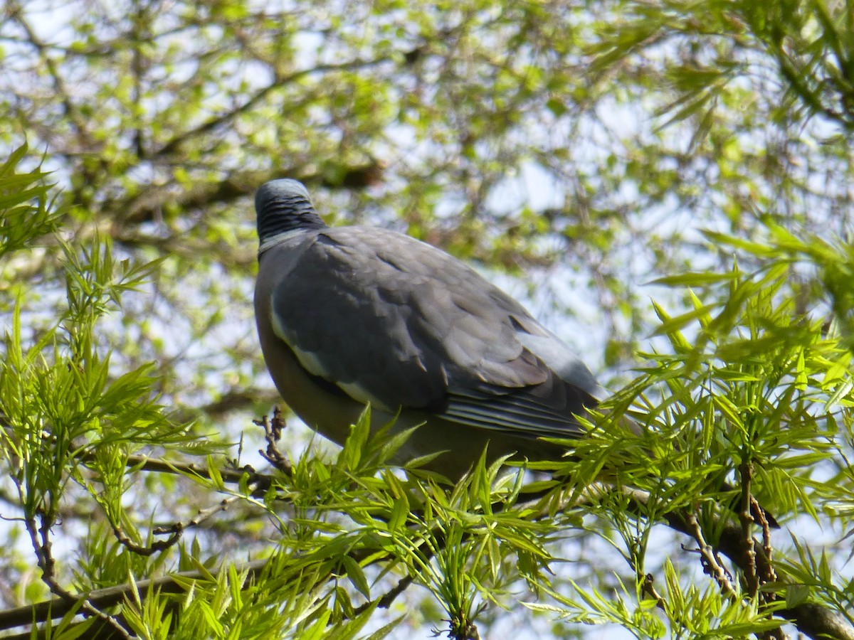 Common Wood-Pigeon - ML113261061