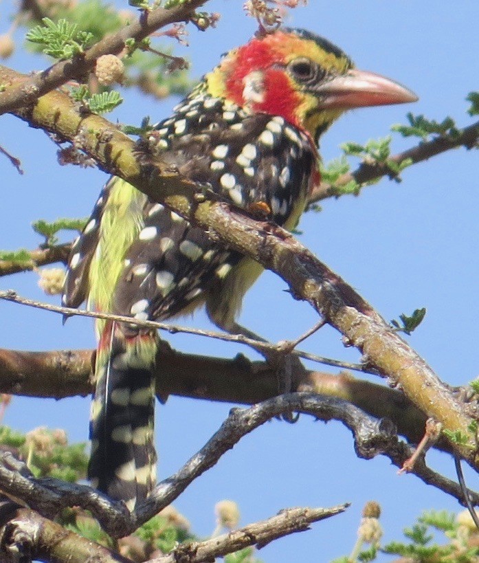 Red-and-yellow Barbet - Teri Martine