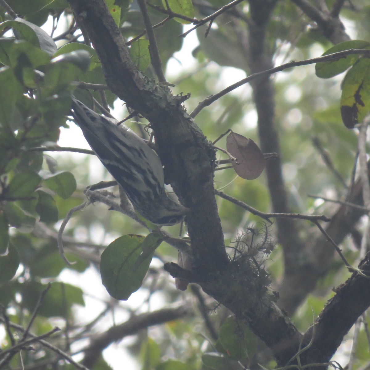Black-and-white Warbler - ML113267671