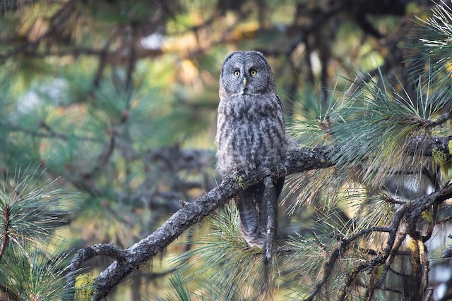 Great Gray Owl