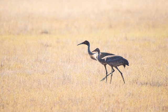 Sandhill Crane