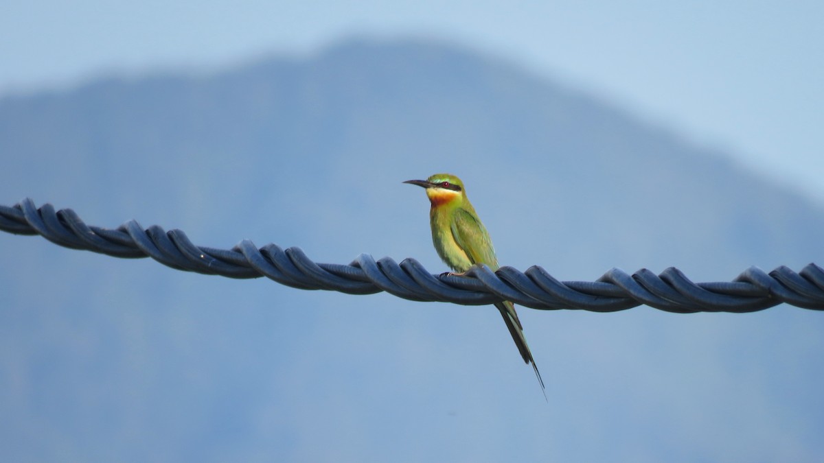 Blue-tailed Bee-eater - Tim Forrester