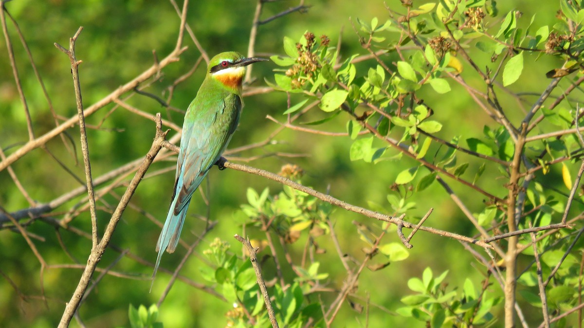 Blue-tailed Bee-eater - ML113273031