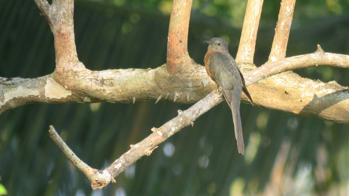 Brush Cuckoo (Sulawesi) - ML113273191