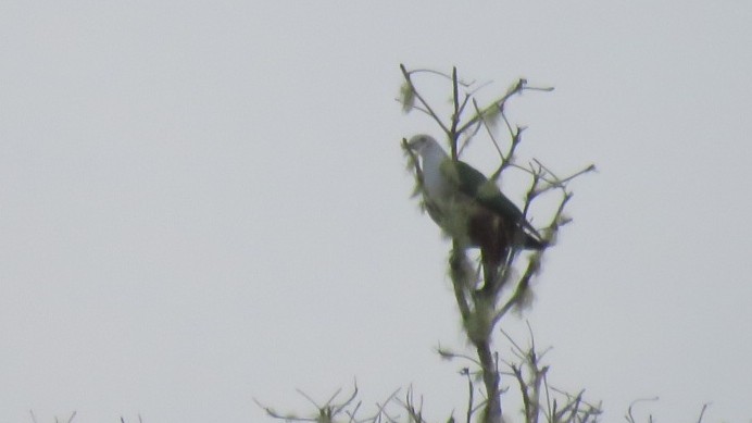 Gray-headed Imperial-Pigeon - ML113275341