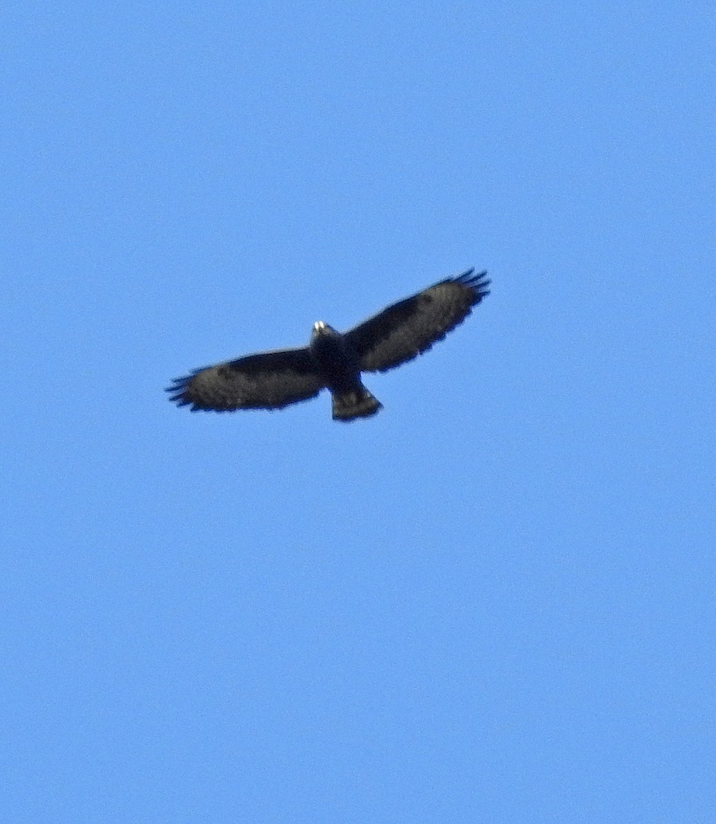 Short-tailed Hawk - Hugo Hulsberg