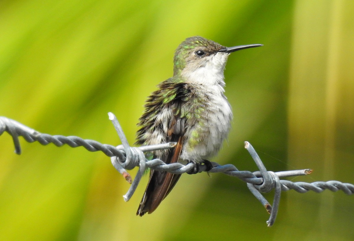 Vervain Hummingbird - Rick Folkening