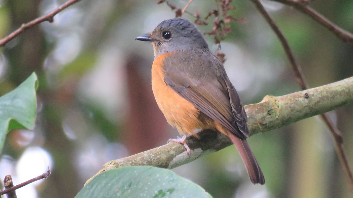 Blue-fronted Flycatcher - ML113281641