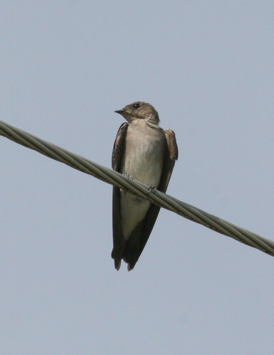 Northern Rough-winged Swallow - Matthew Bowman