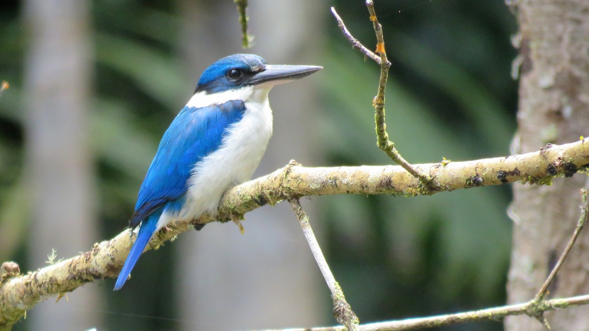 Collared Kingfisher (Collared) - Tim Forrester