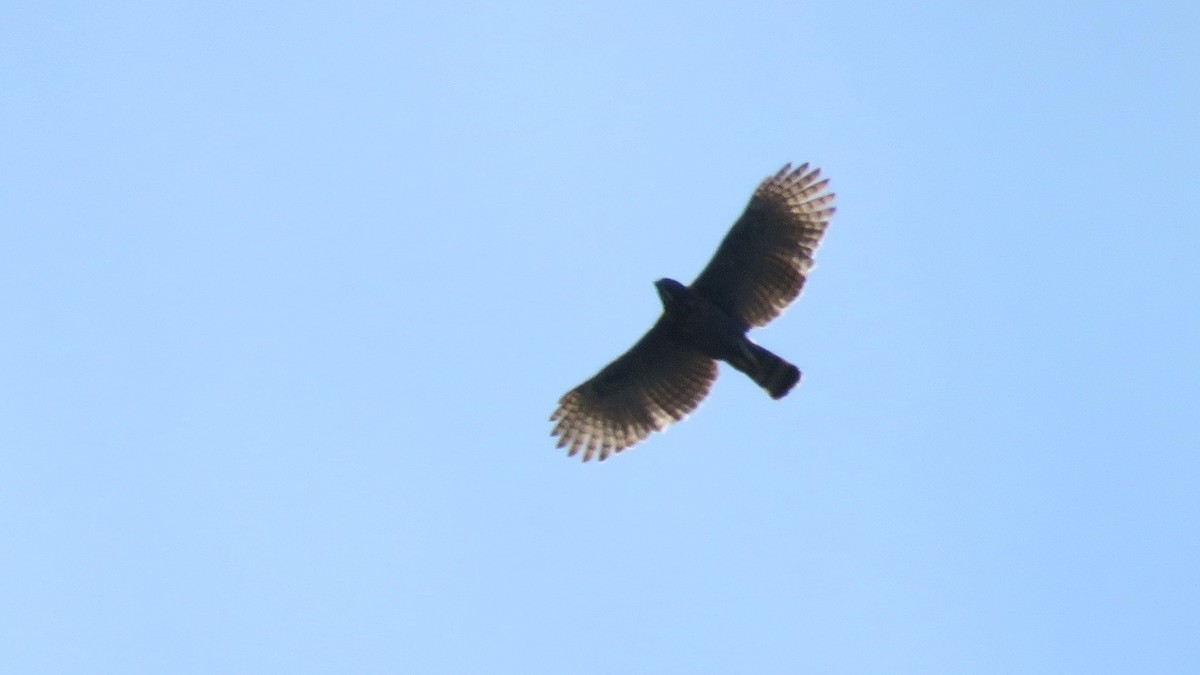 Sulawesi Hawk-Eagle - Tim Forrester
