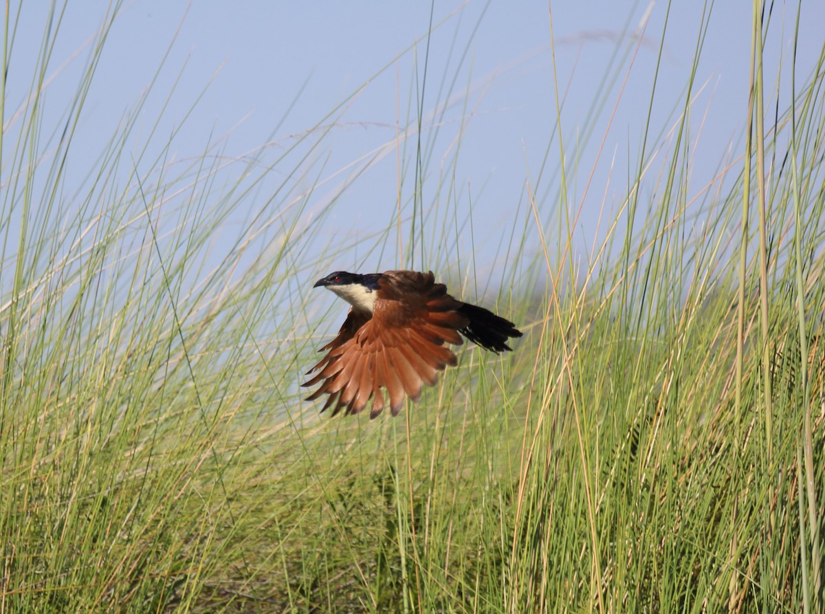 Coppery-tailed Coucal - ML113284471