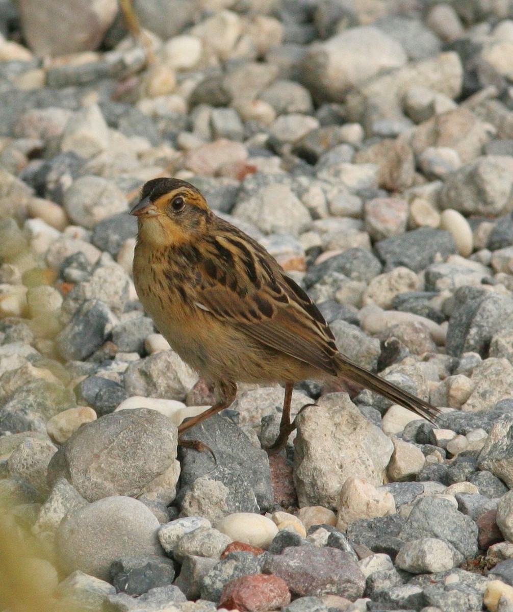 Saltmarsh Sparrow - Matthew Bowman