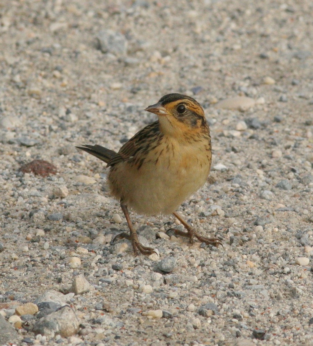 Saltmarsh Sparrow - Matthew Bowman