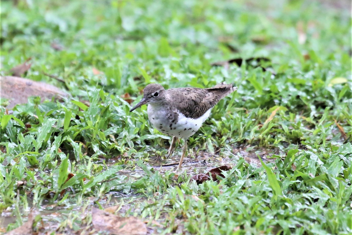 Spotted Sandpiper - Charles Davies