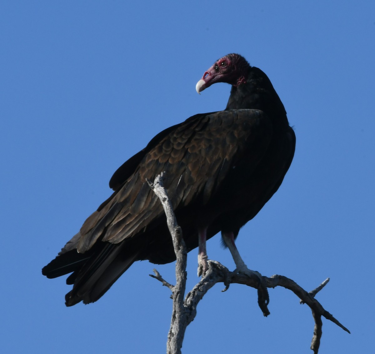 Turkey Vulture - ML113286031