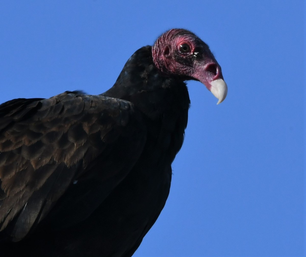 Turkey Vulture - ML113286121