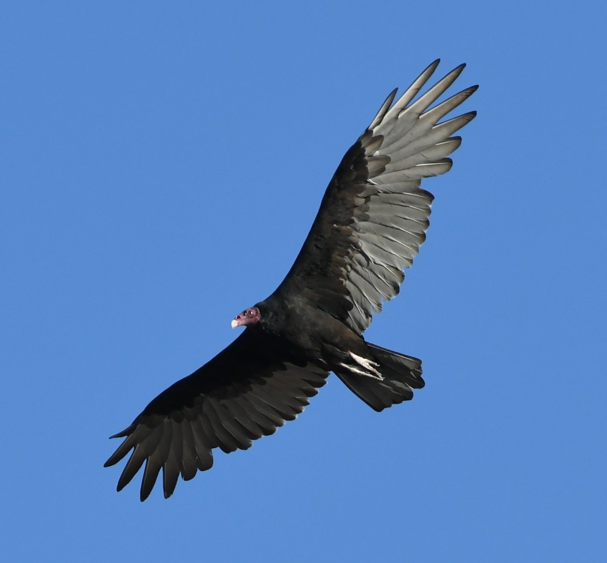 Turkey Vulture - ML113286141