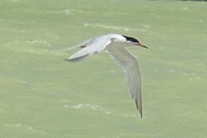 Common Tern - ML113286571