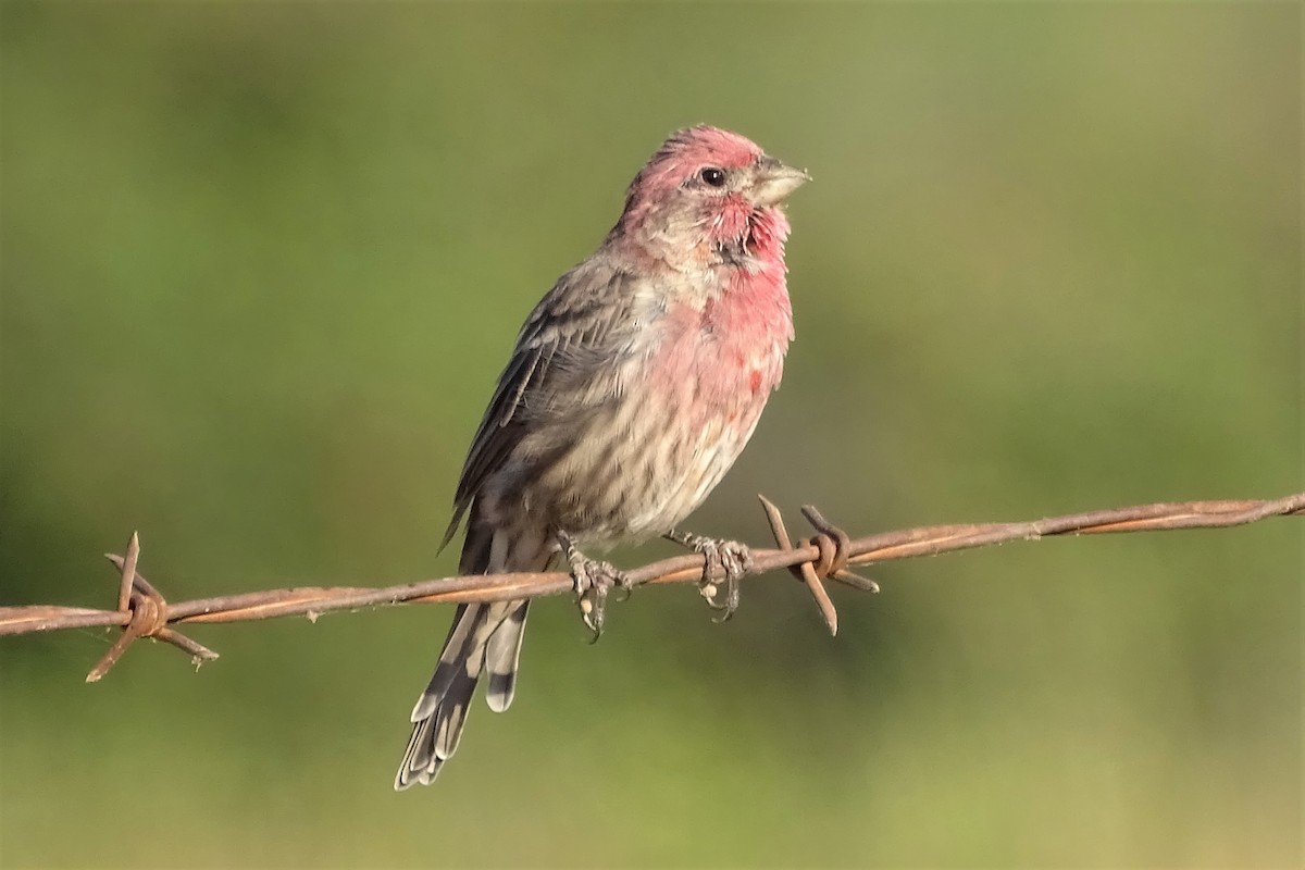 House Finch - Diane Rose