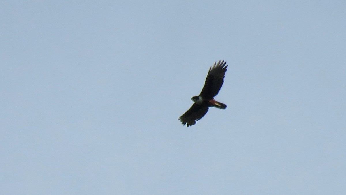 Rufous-bellied Eagle - ML113287491