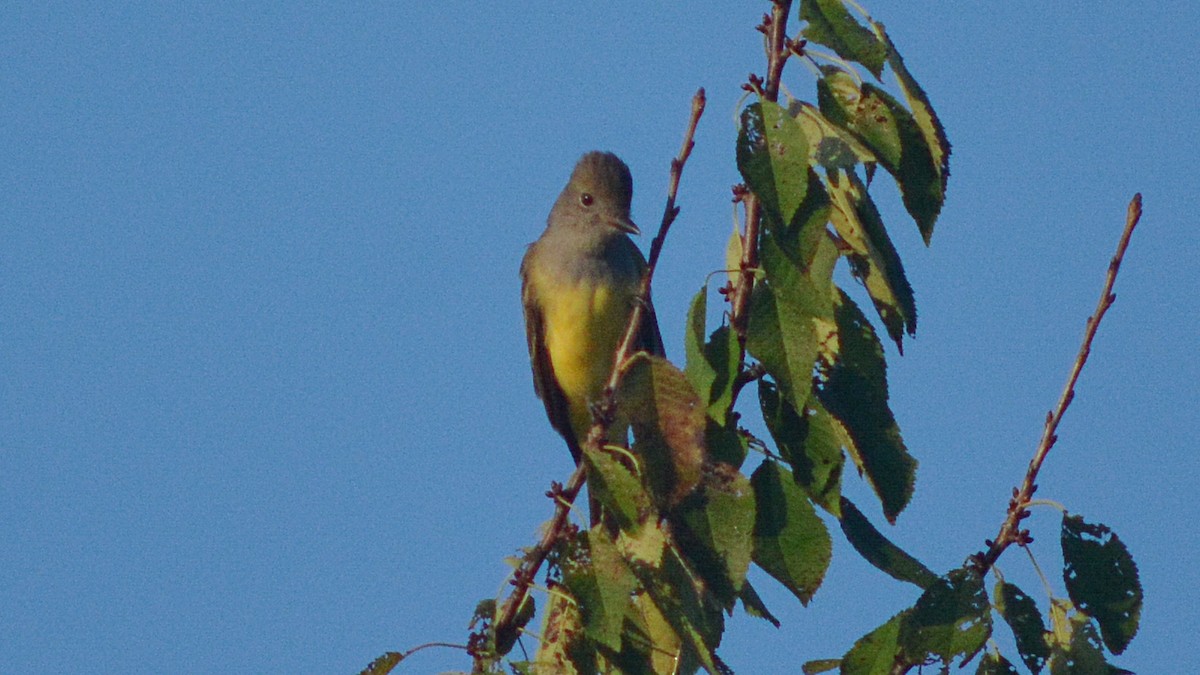 Great Crested Flycatcher - Carl Winstead