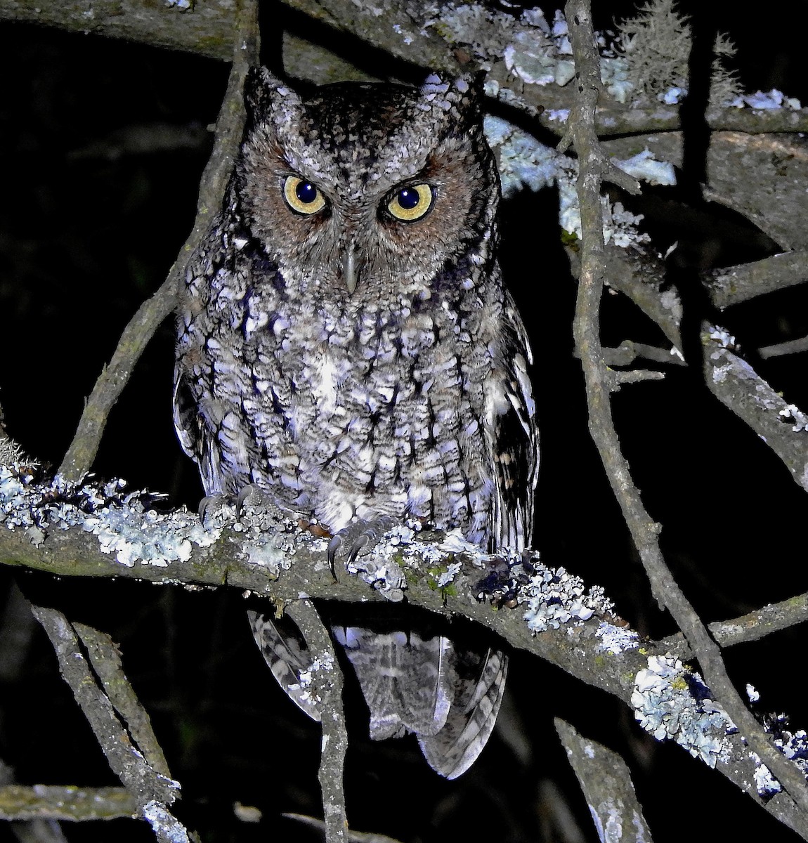 Montane Forest Screech-Owl - Hugo Hulsberg