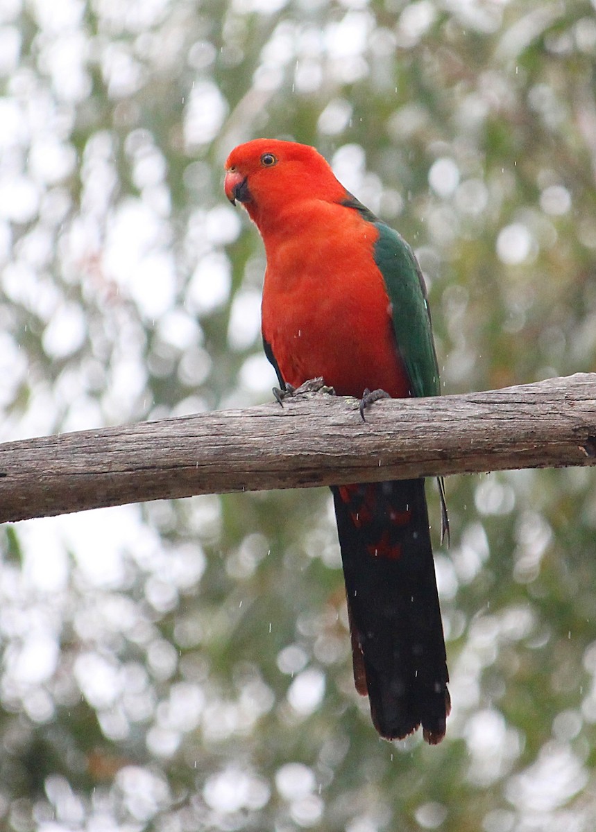 Australian King-Parrot - Kent Warner