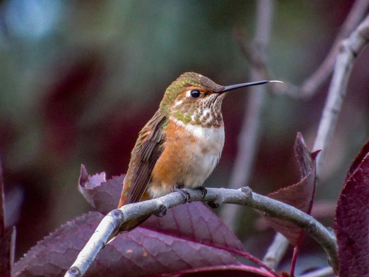 Rufous Hummingbird - Amy Fredrickson
